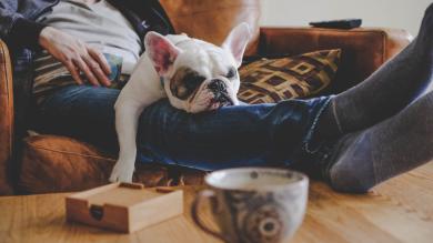 
		Mann verbringt einen faulen Nachmittag mit seinem Hund, einer französischen Bulldogge
	